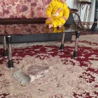 باسلام اجاره سوئیت|اجارهٔ کوتاهمدت آپارتمان و سوئیت|فلاورجان, |دیوار