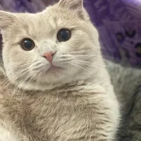 گربه اسکاتیش فولد
