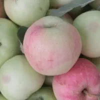 سیب