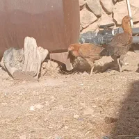 ۵ عدد مرغ لاری یکیش خروس