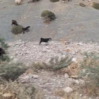 معاوضه بز با میش|حیوانات مزرعه|لوداب, |دیوار