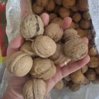 گردو|خوردنی و آشامیدنی|زارچ, |دیوار