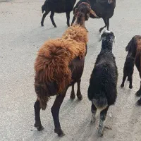 4راس گوسفند قزل بره دار یکی دوقلو