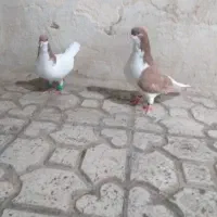 یک‌جفت‌کبوتر‌چپ‌زرد‌بی‌عیب‌گواره‌دار