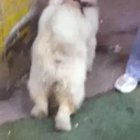 سگ چاوچاو|سگ|رشت, صفاری|دیوار