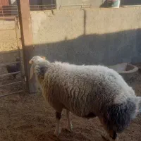 یک بره قوچ ۱۰ماهه