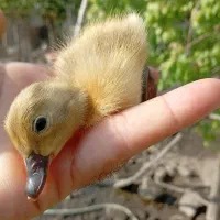 جوجه اردک پروازی نقره ای 6عدد