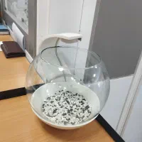 تنگ چراغ دار ماهی