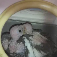 فروش دو عدد جوجه عروس هلندی خاص و باهوش