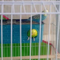 مرغ عشق معاوضه با عروس هلندی|پرنده|اسفراین, |دیوار