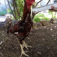 خروس لاری