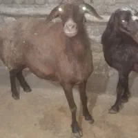 شیشک میش داشتی|حیوانات مزرعه|دورود, |دیوار