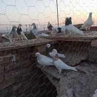 کفتر