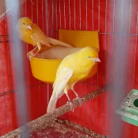 قناری سوپر مولد