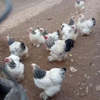 جوجه مرغ و خروس برهما|حیوانات مزرعه|رباطکریم, رباطکریم|دیوار