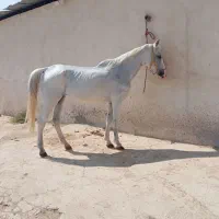 اسب مادیان|اسب و تجهیزات اسب‌سواری|شیراز, جرسقان|دیوار