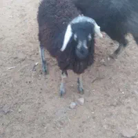 ۱ عدد بره ماده سبز|حیوانات مزرعه|خمینیشهر, |دیوار