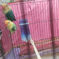 طوطی کوتوله