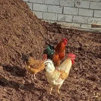 مرغ یک عدد خروس دو عدد بوقلمون یک عدد