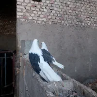 جفت دوکت