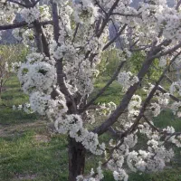 باغ شخصی
