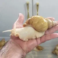 حلزون آلبیتو