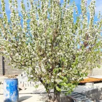 فروش یا معاوضه باغ|فروش زمین و ملک کلنگی|شیراز, گلشن|دیوار