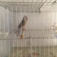 سهره قناری سینه سرخ