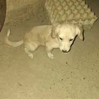 سگ پیدا شده