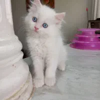 پرشین های اصیل