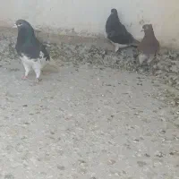 کفتر هوایی|پرنده|شیراز, کرونی(خاتونک)|دیوار