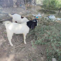 بز نر و ماده فروشی