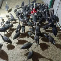 تخم نطفه داربوقلمون|حیوانات مزرعه|فیروزه, |دیوار