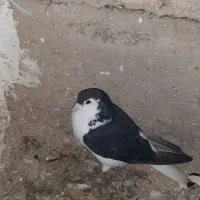 ده کفتر ۲۵۰۰تومان باهم تکی قیمت فرق میکنه