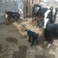 بز زاییده|حیوانات مزرعه|بهبهان, |دیوار