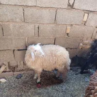 بره بابز|حیوانات مزرعه|اهواز, منازل کارون|دیوار