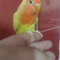 فروش برزیلی دسی|پرنده|داراب, |دیوار