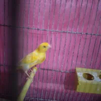 قناری بخون جوان و سرحال|پرنده|سهند, |دیوار