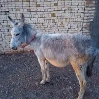 الاغ جوان