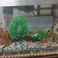 ماهی اکواریم