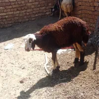 بره ماده سرحال