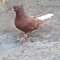 کبوتر دم سفید