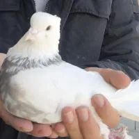 کبوتر طوقی|پرنده|عجب شیر, |دیوار