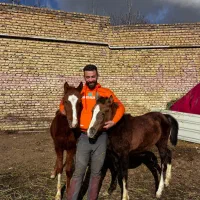 اسب اصیل ۹ماه اورمیه