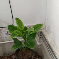 ۱۰عددگل طبیعی باقیمت مناسب