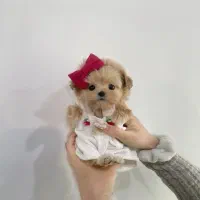 پو پو نژاد ایده آل . توله سگ مالتیپو ۵ م