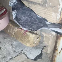 کبوتر|پرنده|کوهدشت, |دیوار