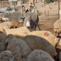 الاغ ماده سن دوسال