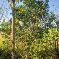 پرتقال تامسون تقربا زرد شدش پوست نازک شیرین ۴۵۰۰۰