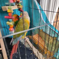 کوتوله گرینچیک عروس هلندی لوتینو زعفرانی|پرنده|مشهد, رستگار|دیوار